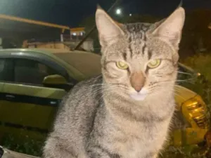 Gato raça SRD idade 1 ano nome Miguel