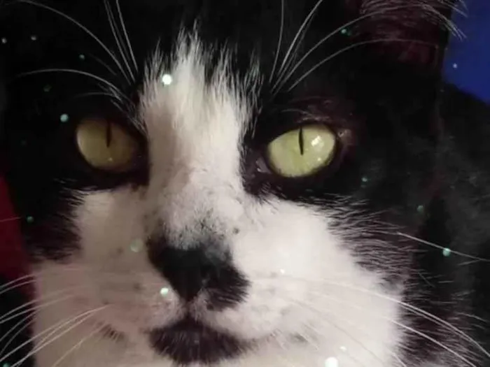 Gato raça Srd idade 1 ano nome Diego frajola lindo 