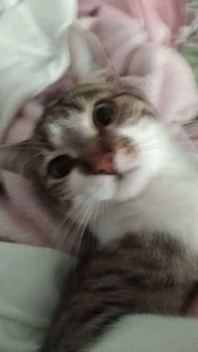 Gato raça  idade 7 a 11 meses nome Aurora