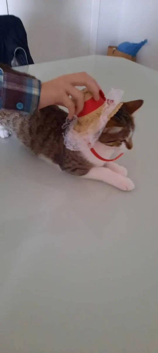 Gato raça  idade 7 a 11 meses nome Aurora