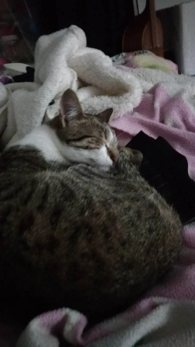 Gato raça  idade 7 a 11 meses nome Aurora