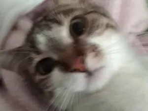 Gato raça  idade 7 a 11 meses nome Aurora