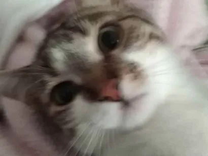 Gato raça  idade 7 a 11 meses nome Aurora