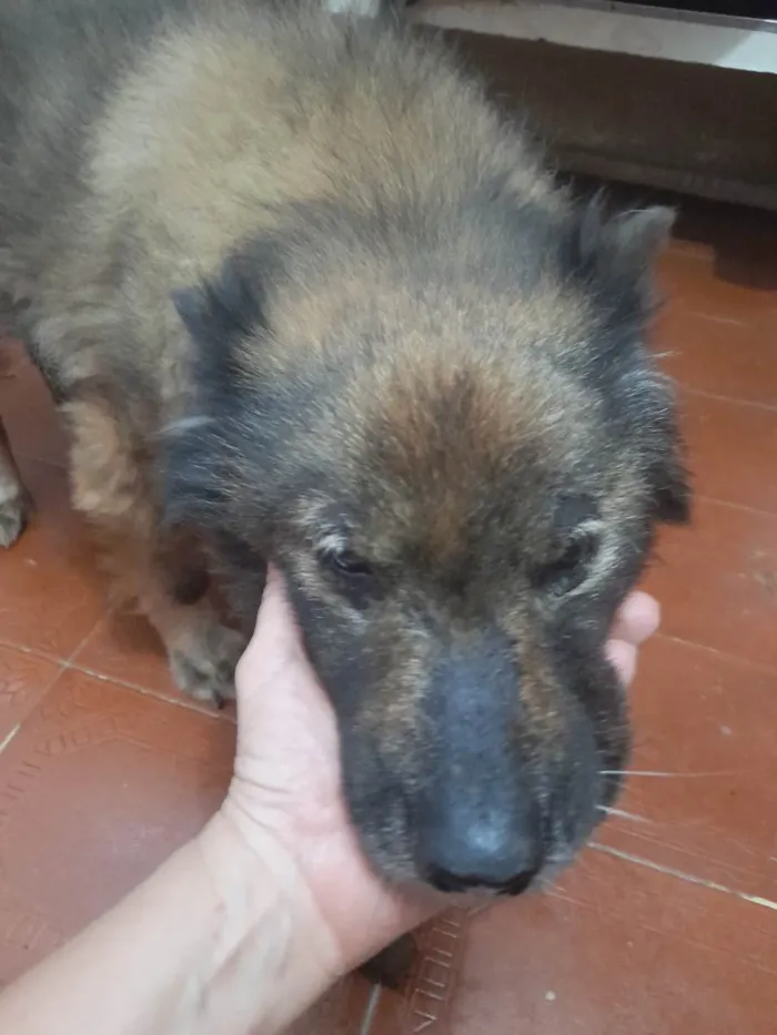 Cachorro raça Show show idade 6 ou mais anos nome Vick