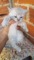 Gatos
