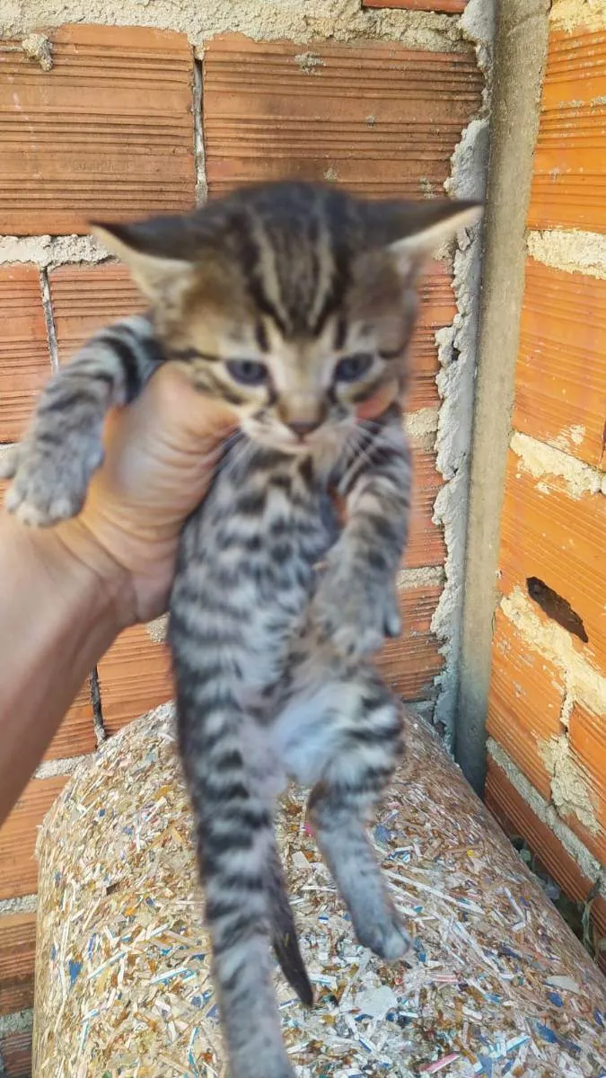 Gato ra a Vira lata idade  nome Gatos