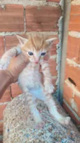 Gatos