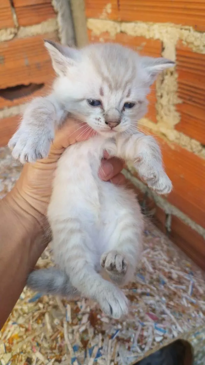 Gato ra a Vira lata idade  nome Gatos