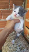Gatos