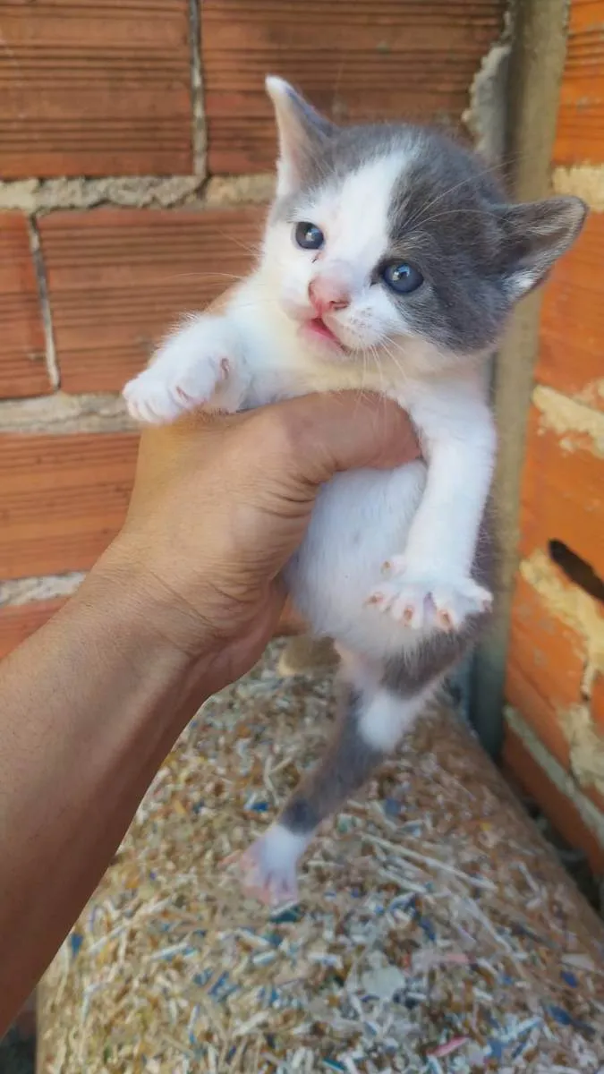 Gato ra a Vira lata idade  nome Gatos