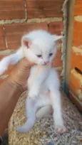 Gatos
