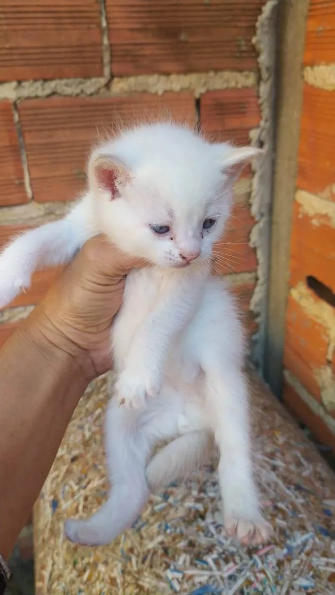 Gato ra a Vira lata idade  nome Gatos