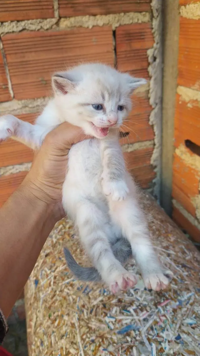 Gato ra a Vira lata idade  nome Gatos