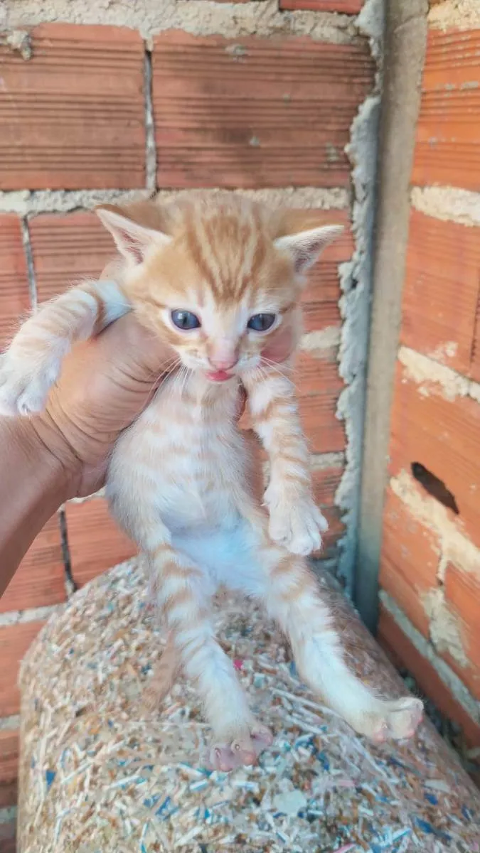 Gato ra a Vira lata idade  nome Gatos