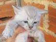 Gatos