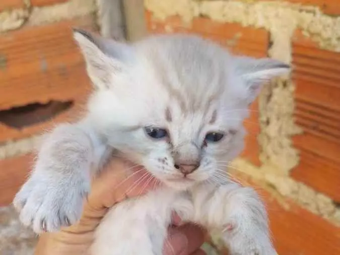 Gato ra a Vira lata idade  nome Gatos