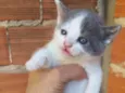 Gatos