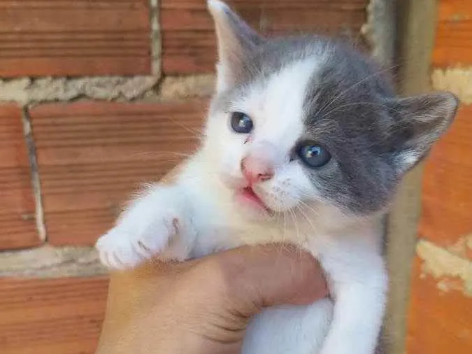 Gato ra a Vira lata idade  nome Gatos