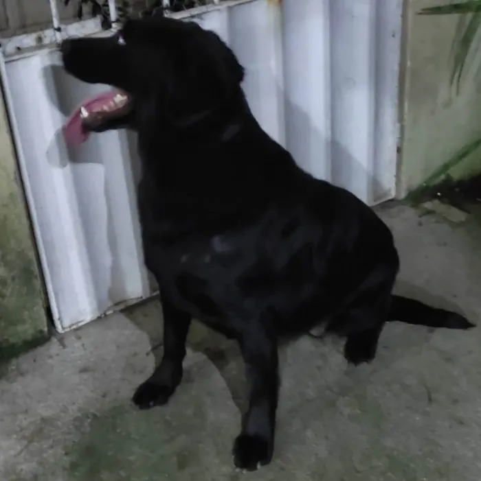 Cachorro ra a Labrador  idade 3 anos nome Zoé 