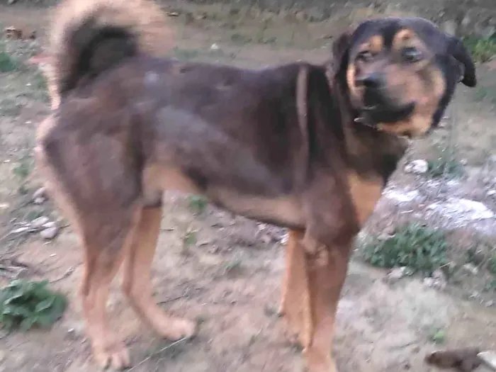 Cachorro ra a Chow Chow  idade 3 anos nome Nino