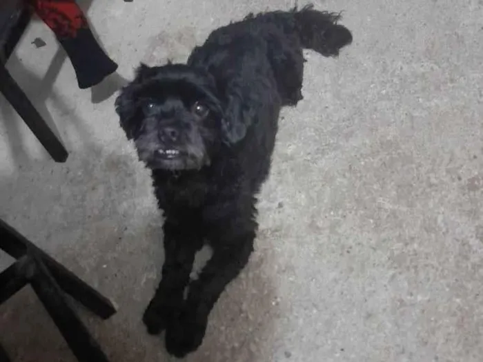 Cachorro raça Shitsu idade 6 ou mais anos nome Black