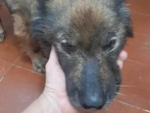 Cachorro raça Show show idade 6 ou mais anos nome Vick