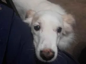 Cachorro raça SRD idade 2 anos nome Lyon