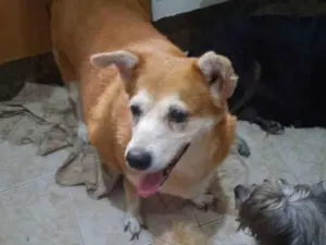 Cachorro raça SRD idade 4 anos nome Mel