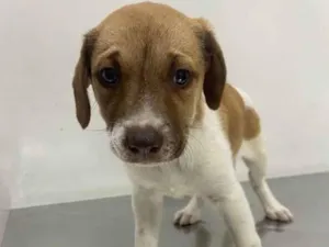 Cachorro raça srd idade 2 a 6 meses nome Paulinha