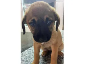Cachorro raça srd idade 2 a 6 meses nome Flor
