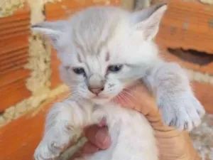 Gato raça Vira lata idade  nome Gatos