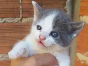 Gato raça Vira lata idade  nome Gatos