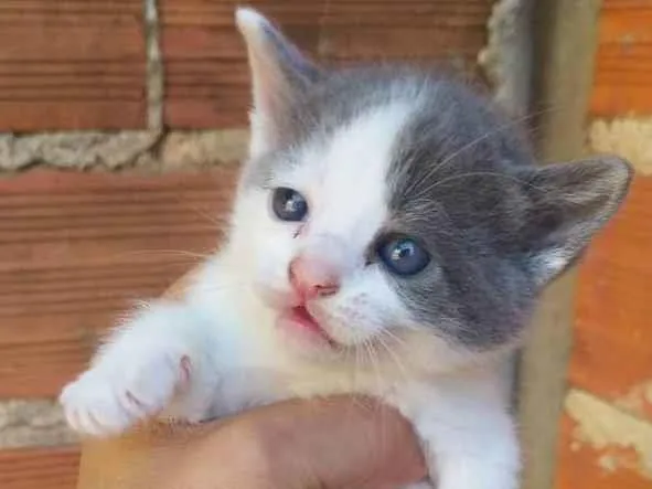 Gato ra a Vira lata idade  nome Gatos