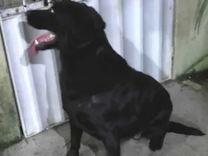Cachorro raça Labrador  idade 3 anos nome Zoé 