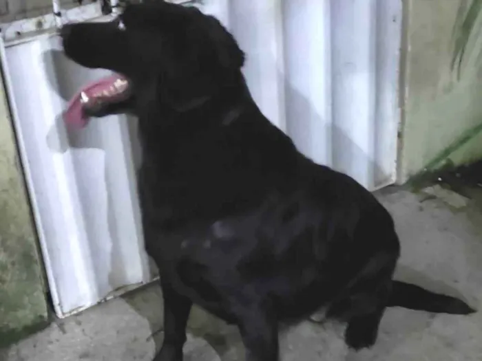 Cachorro ra a Labrador  idade 3 anos nome Zoé 