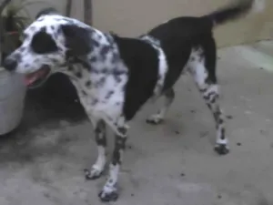 Cachorro raça Perdigueiro  idade 4 anos nome Alaidi