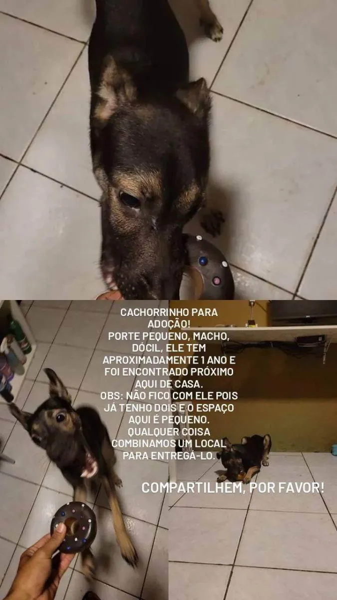 Cachorro raça Indefinida idade 7 a 11 meses nome Não tem nome