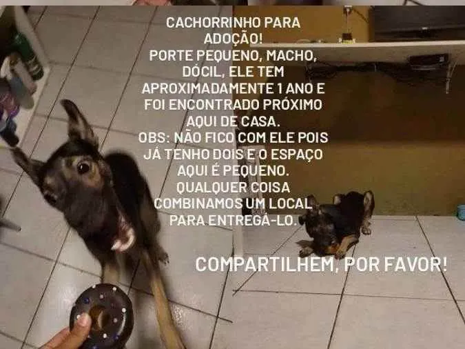 Cachorro raça Indefinida idade 7 a 11 meses nome Não tem nome