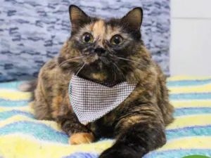 Gato raça SRD idade 2 anos nome SOL