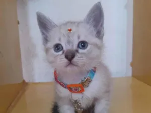 Gato raça SRD  idade Abaixo de 2 meses nome Nina