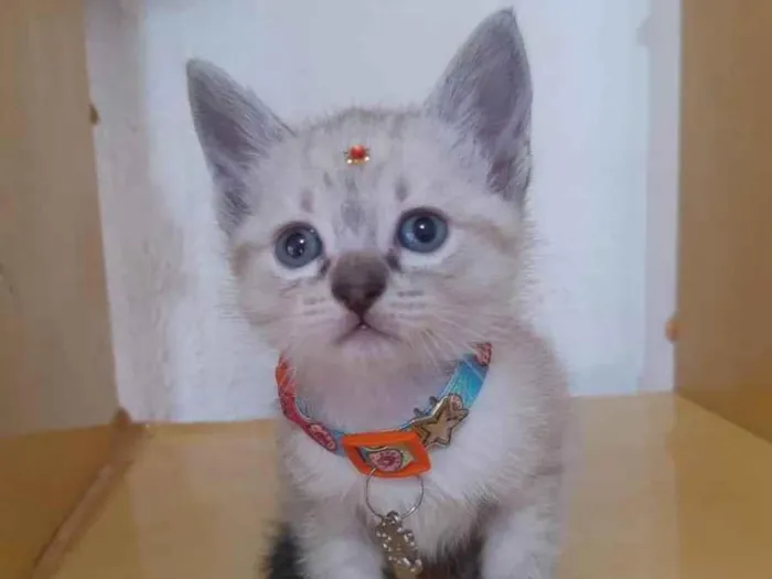 Gato raça SRD  idade Abaixo de 2 meses nome Nina