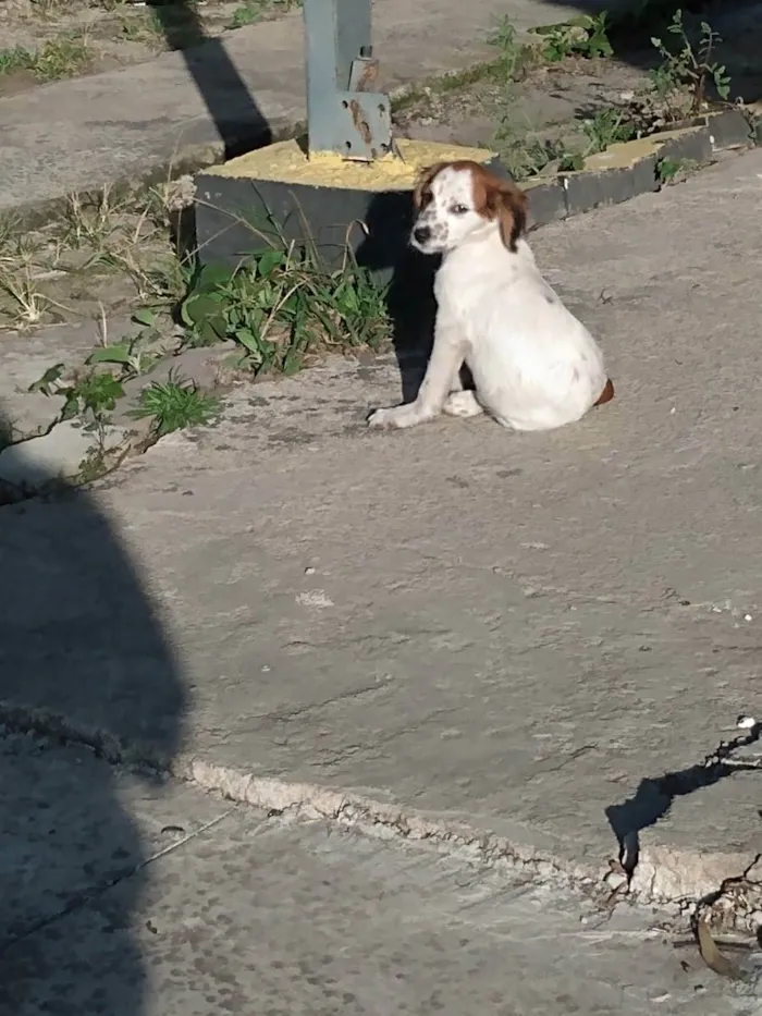 Cachorro ra a Viralata  idade 2 a 6 meses nome Krypto 