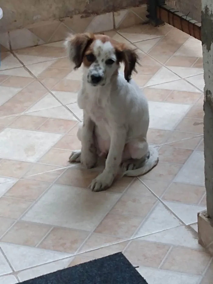 Cachorro ra a Viralata  idade 2 a 6 meses nome Krypto 