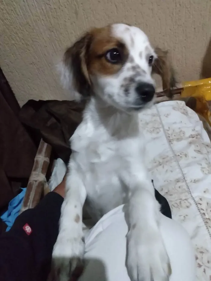 Cachorro ra a Viralata  idade 2 a 6 meses nome Krypto 