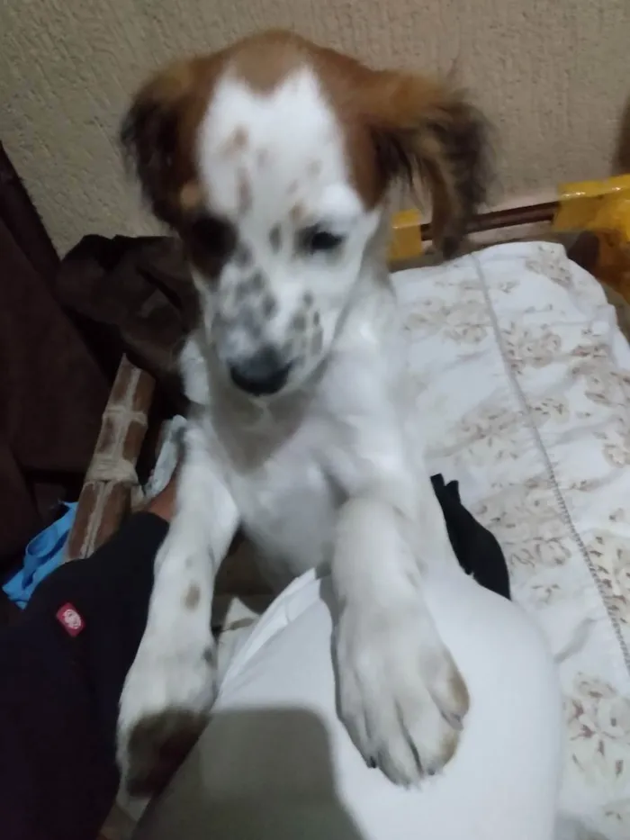 Cachorro ra a Viralata  idade 2 a 6 meses nome Krypto 