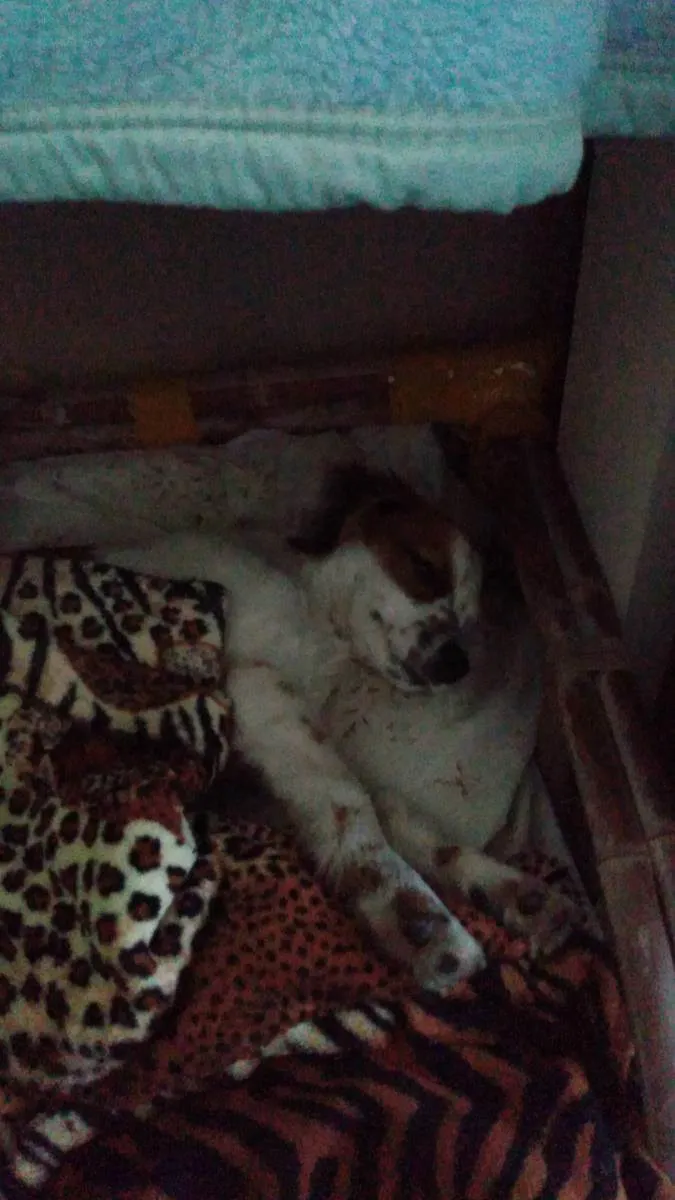 Cachorro ra a Viralata  idade 2 a 6 meses nome Krypto 