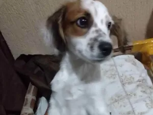 Cachorro raça Viralata  idade 2 a 6 meses nome Krypto 