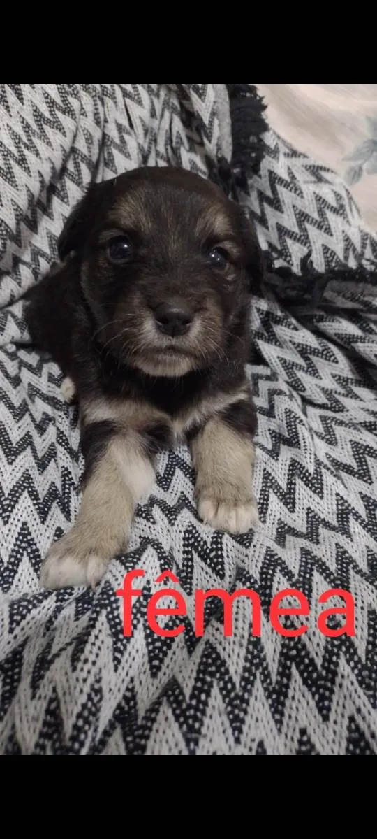 Cachorro ra a  idade 2 a 6 meses nome Ela não te nome 
