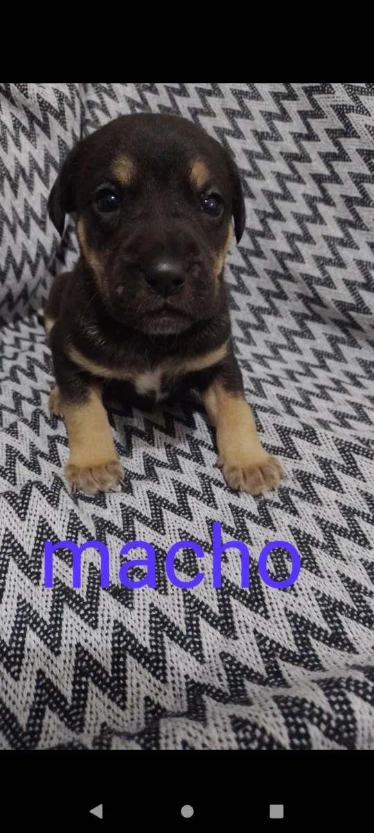 Cachorro ra a  idade 2 a 6 meses nome Eles não tem nomes 
