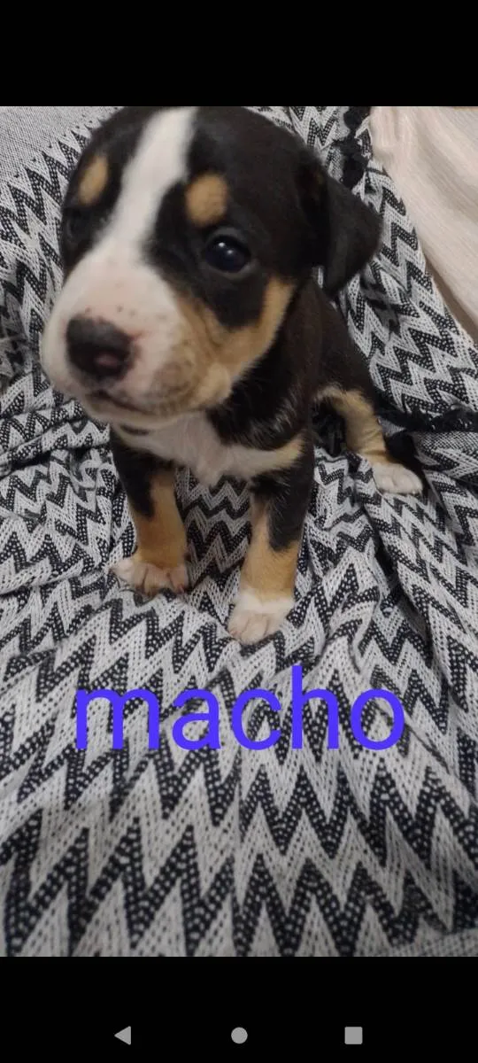 Cachorro ra a  idade 2 a 6 meses nome Não tem nome 